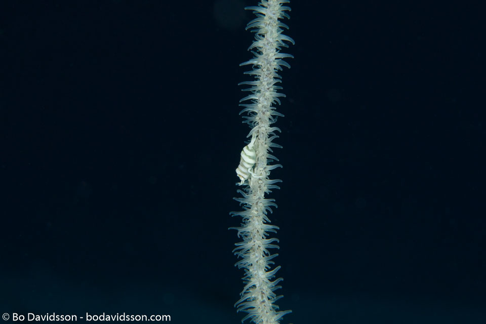 BD-141011-Komodo-4188-Pontonides-ankeri.-Marin.-2007-[Anker´s-whip-coral-shrimp].jpg